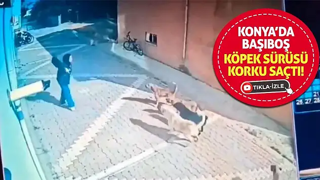 Konya'da Başıboş Köpek Sürüsü Korku Saçtı!