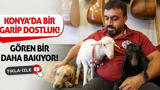 Konya'da Bir Garip Dostluk! Gören Bir Daha Bakıyor!