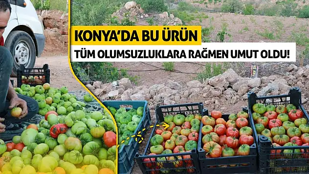 Konya'da bu ürün tüm olumsuzluklara rağmen umut oldu!