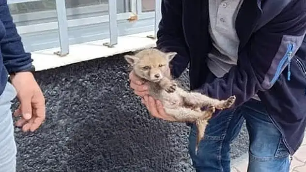 Konya'da bulunan tilki yavrusu koruma altına alındı
