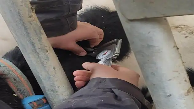Konya'da büyükbaş hayvanlara hastalıktan arı işletme testleri yapılıyor