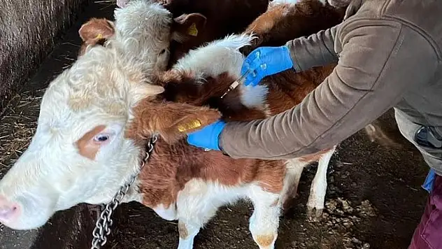 Konya'da büyükbaş hayvanlara şap aşısı