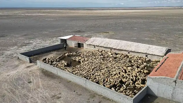 Konya'da çalınan küçükbaşlar sahibine teslim edildi