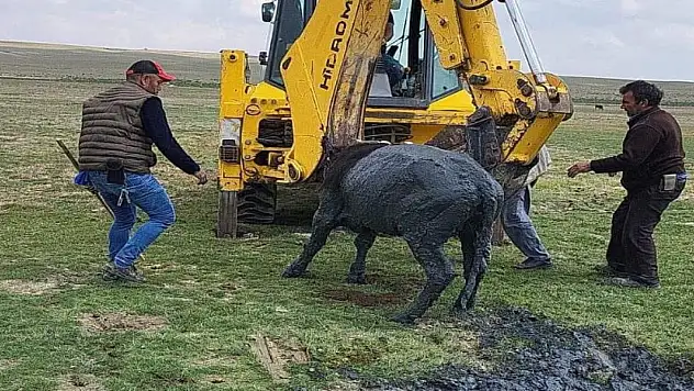 Konya'da çamura batan inek iş makinesiyle kurtarıldı