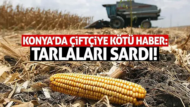Konya'da Çiftçiye Kötü Haber: Tarlaları Sardı