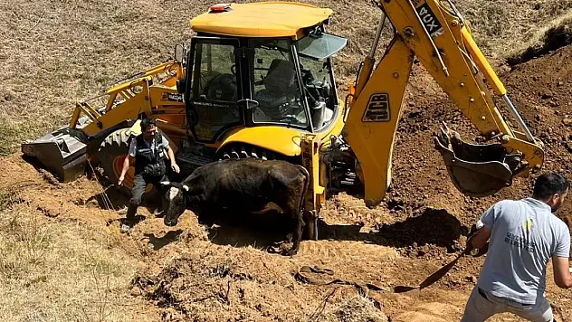 Konya'da çukura düşen inek kepçeyle kurtarıldı