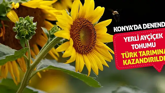 Konya'da Denendi! Yerli Ayçiçek Tohumu Türk Tarımına Kazandırıldı