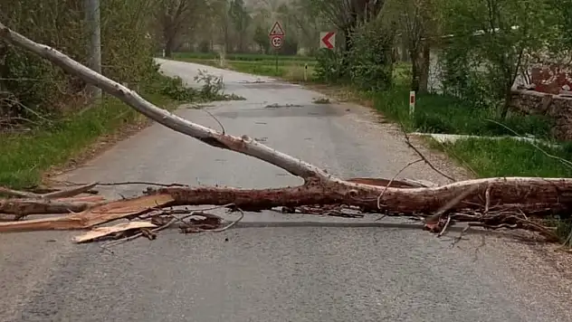 Konya'da devrilen ağaç yolu kapattı