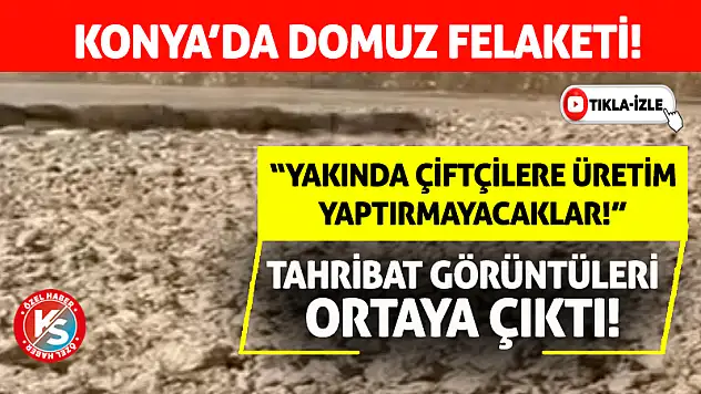 Konya'da Domuz Kabusu! Çiftçinin Buğday Tarlası Tahrip Edildi!