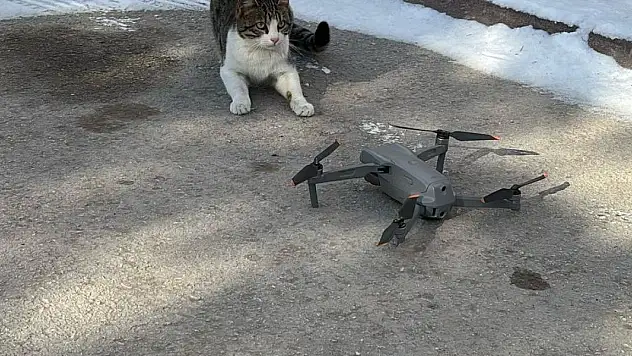 Konya'da dron ile karşılaşan kedi gülümsetti