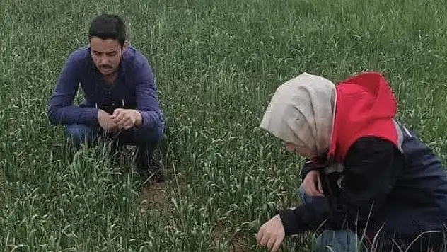 Konya'da ekili arazilerde süne mücadelesi sürüyor!
