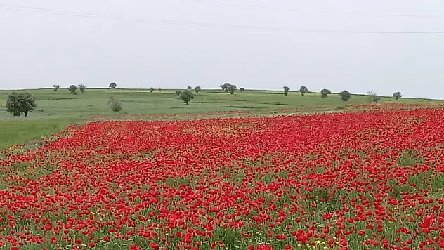 Konya'da ekin tarlaları kırmızıya boyandı