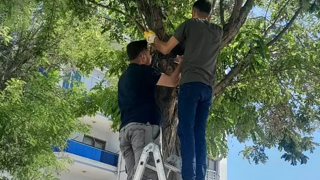 Konya'da esnaf kedi için seferber oldu