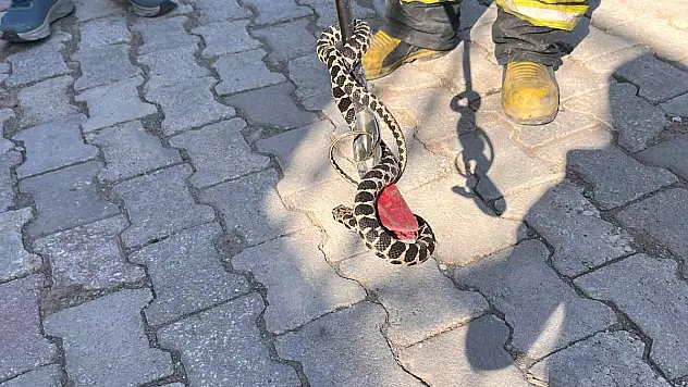 Konya'da evin bodrumuna giren yılan böyle yakalandı!