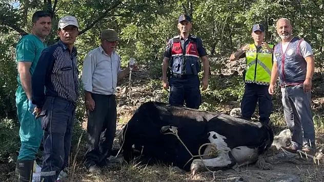 Konya'da Film Gibi Operasyon: Drone'la Bulunan Felçli İneğin Mucize Kurtuluşu!