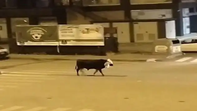 Konya'da firari boğa trafiği alt üst etti