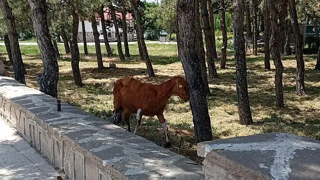 Konya'da firari keçiler ekipler tarafından bulundu