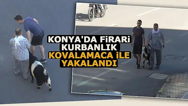 Konya'da firari kurbanlık kovalamaca ile yakalandı