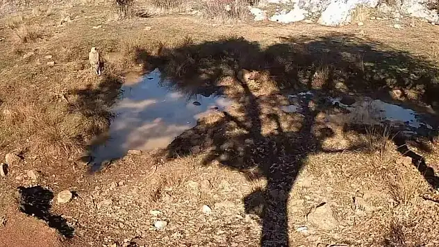 Konya'da Fotokapanla Doğa Harikaları Kaydedildi