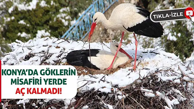 Konya'da Göklerin Misafiri Yerde Aç Kalmadı!