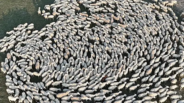 Konya'da gün batımında görsel şölen! Koyunlar tablo gibi ilerledi!