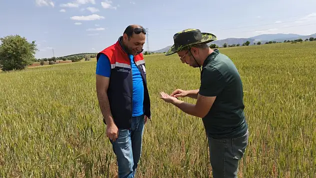 Konya'da hububat ekili alanlara yakın takip