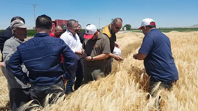 Konya'da hububat hasadı sürüyor