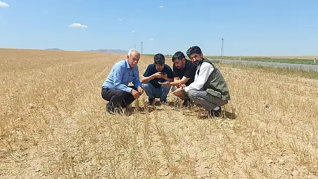 Konya'da hububatı kuraklık vurdu