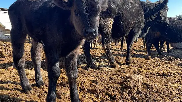 Konya'da ilkbahar dönemi şap aşısı kampanyası başladı
