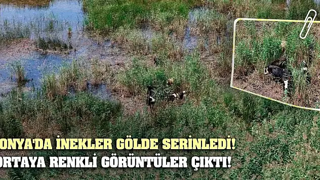 Konya'da inekler gölde serinledi! Ortaya renkli görüntüler çıktı!