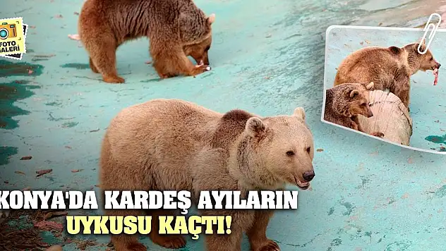 Konya'da kardeş ayıların uykusu kaçtı!