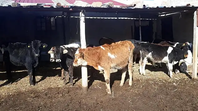 Konya'da kaybolan inekler dronla bulundu