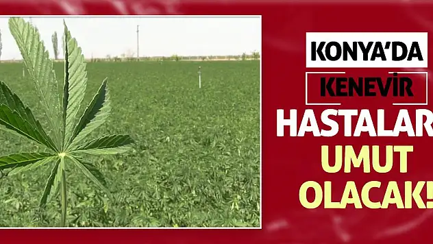 Konya'da kenevir hastalara umut olacak!