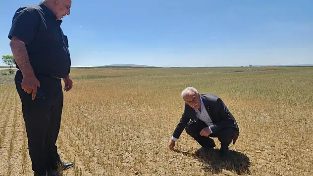 Konya'da kıraç arazilerdeki ekili ürünleri kuraklık vurdu