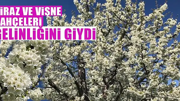 Konya'da kiraz ve vişne bahçeleri gelinliğini giydi