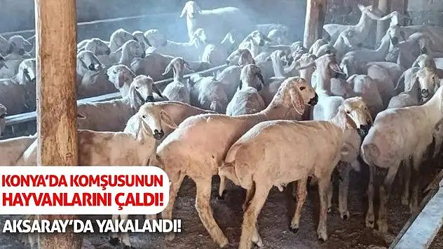 Konya'da Komşusunun Hayvanlarını Çaldı! Aksaray'da Yakalandı!