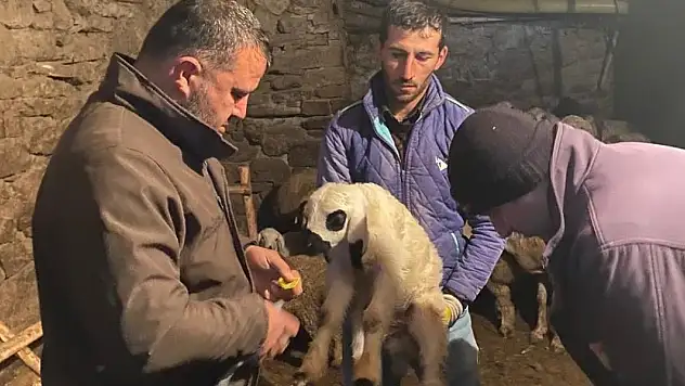 Konya'da küçükbaş hayvanlar sağlık taramasından geçiriliyor