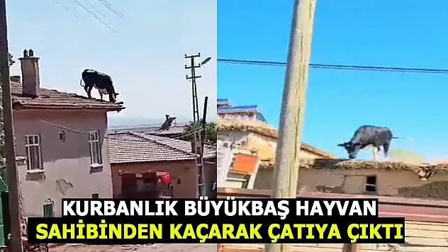 Konya'da kurbanlık büyükbaş hayvan sahibinden kaçarak çatıya çıktı