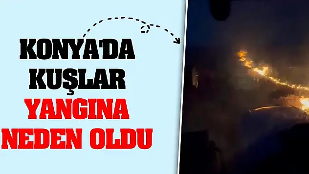 Konya'da kuşlar yangına neden oldu