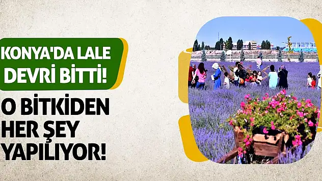 Konya'da lale devri bitti! O bitkiden her şey yapılıyor