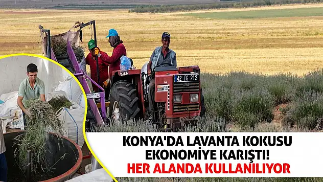 Konya'da Lavanta Kokusu Ekonomiye Karıştı! Her Alanda Kullanılıyor