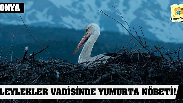 Konya'da Leylekler Vadisinde Yumurta Nöbeti!