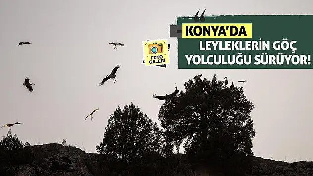 Konya'da leyleklerin göç yolculuğu sürüyor!