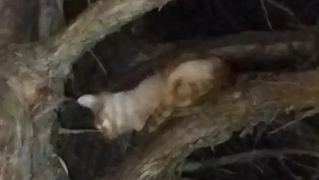 Konya'da mahsur kalan kedi kurtarıldı!