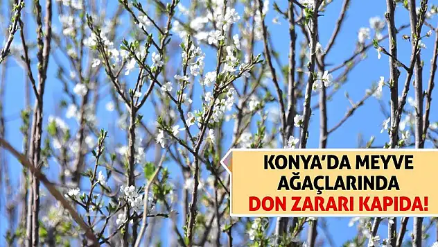 Konya'da Meyve Ağaçlarında Don Zararı Kapıda!