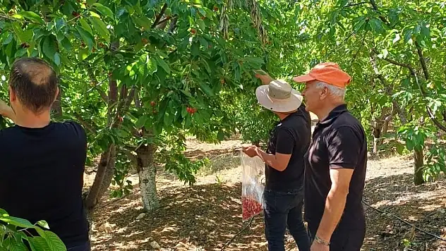 Konya'da meyve üretim alanlarında pestisit denetimleri