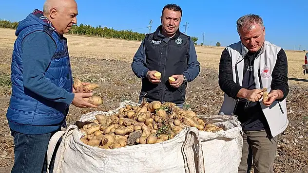 Konya'da Patates Üreticisinin Yüzü Güldü