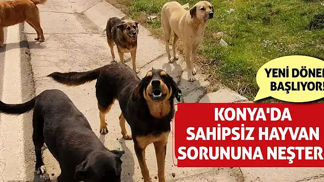 Konya'da Sahipsiz Hayvan Sorununa Neşter! Yeni Dönem Başlıyor!