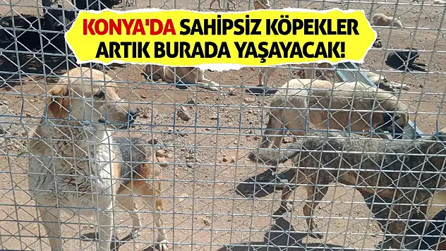 Konya'da sahipsiz köpekler artık burada yaşayacak!