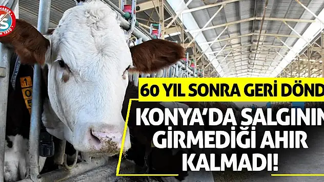 Konya'da Salgının Girmediği Ahır Kalmadı! 60 Yıl Sonra Geri Döndü!